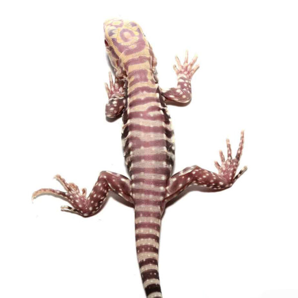 Baby Albino Purple Ice Tegu