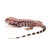 Baby Albino Purple Ice Tegu - Image 2