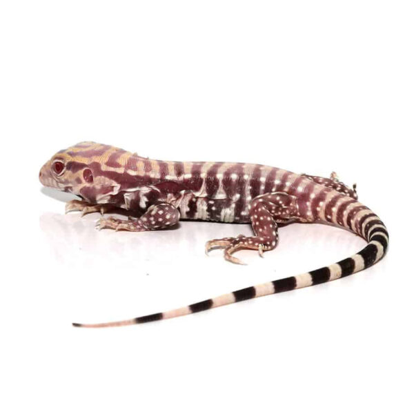 Baby Albino Purple Ice Tegu - Image 2