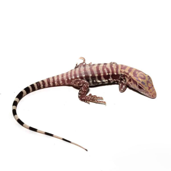 Baby Albino Purple Ice Tegu - Image 3