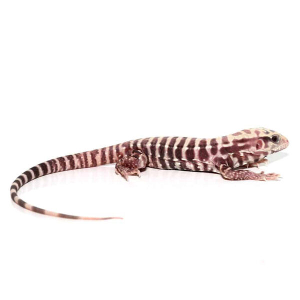 Baby Albino Tiger Ice Tegu - Image 2