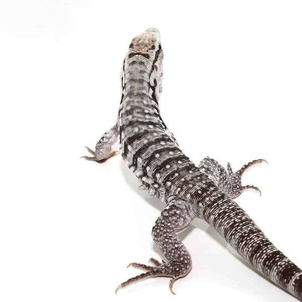 Baby Ghost Tegu