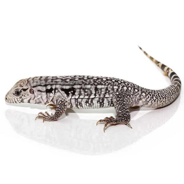 Baby Ghost Tegu - Image 3