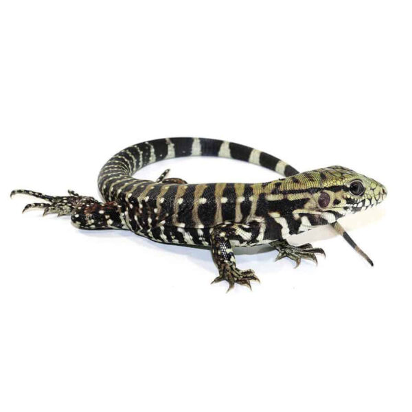 Baby Ice Tegu 100 % Het Albino - Image 2