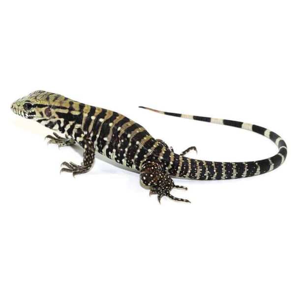 Baby Ice Tegu 100 % Het Albino - Image 3