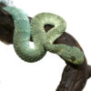 Baby Blue Green With Black Spots Squamigera Bush Viper
