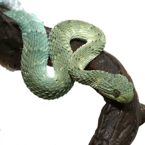 Baby Blue Green With Black Spots Squamigera Bush Viper