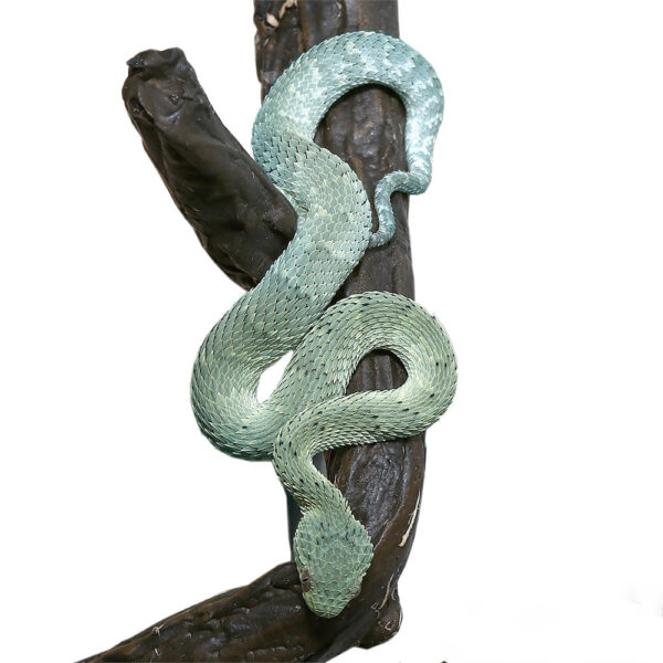 Baby Blue Green With Black Spots Squamigera Bush Viper - Image 2