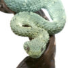 Baby Blue Green With Black Spots Squamigera Bush Viper - Image 3