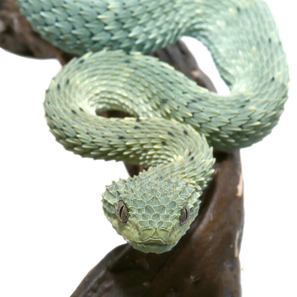 Baby Blue Green With Black Spots Squamigera Bush Viper - Image 3