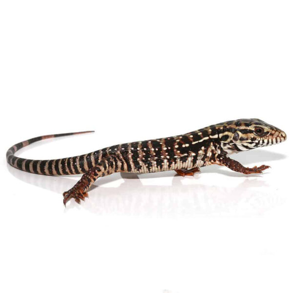 Baby High White Red Tegu - Image 2