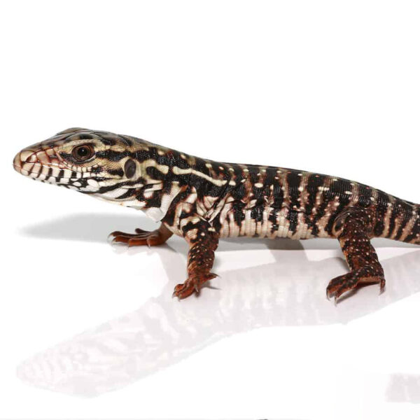 Baby High White Red Tegu - Image 3