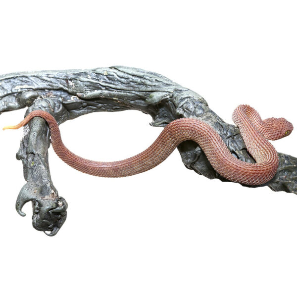 Baby Red Patternless Squamigera Bush Viper - Image 2