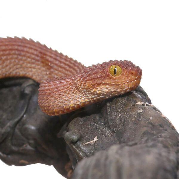 Baby Red Patternless Squamigera Bush Viper - Image 3