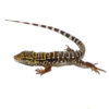 Baby Super Red Tegu - Image 2