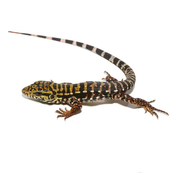 Baby Super Red Tegu - Image 2