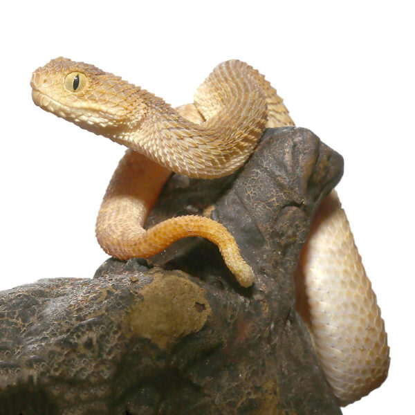 Baby Tan Squamigera Bush Viper