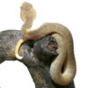 Baby Tan Squamigera Bush Viper - Image 2