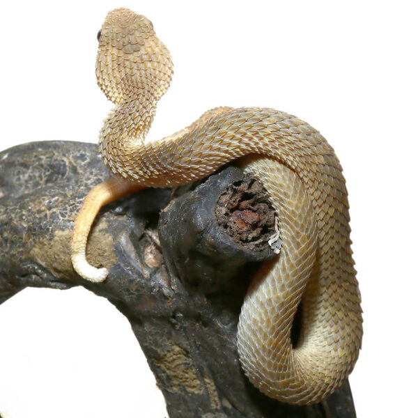 Baby Tan Squamigera Bush Viper - Image 2