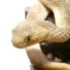Baby Tan Squamigera Bush Viper - Image 3