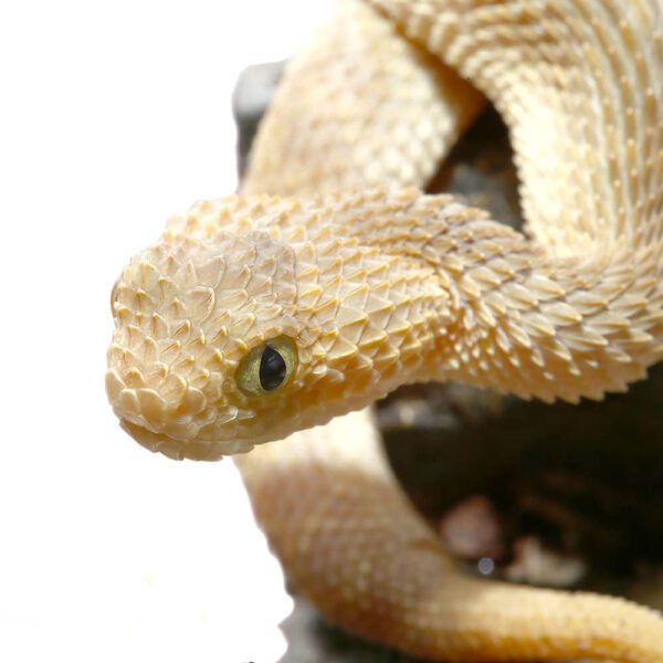 Baby Tan Squamigera Bush Viper - Image 3