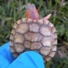 Hybino Red Ear Slider Baby - Image 2