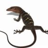 Spiney Neck Monitor