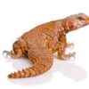 Red Nigerian Uromastyx Baby - Image 2