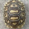Blonde Leopard Tortoise - Image 2