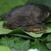 Parker’s Snake Neck Turtle Baby - Image 2