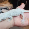 Orange Blotched Gargoyle Gecko - Image 2