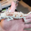 Red Striped Gargoyle Gecko - Image 2