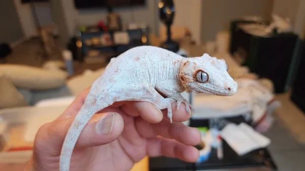 Red Stripe/Blotched Gargoyle Gecko - Image 2