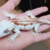 Red Striped Gargoyle Gecko - Image 3
