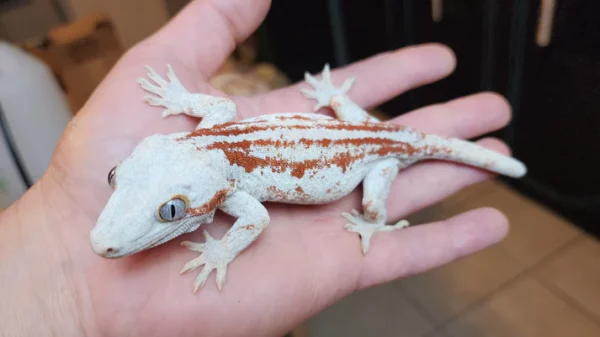 6 Stripe Red Stripe/Blotched Gargoyle Gecko (Heavy Pattern Lineage!) - Image 3