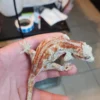 Red Stripe Reticulated Gargoyle Gecko (Interesting Looking!) - Image 2