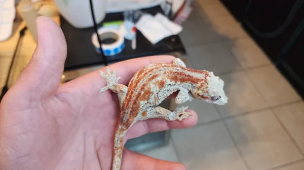 Red Stripe Reticulated Gargoyle Gecko (Interesting Looking!) - Image 2