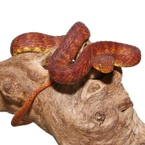 2021 Female Dark Red Squamigera Bush Viper - Image 2