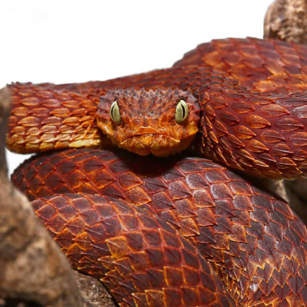 2021 Female Dark Red Squamigera Bush Viper - Image 3