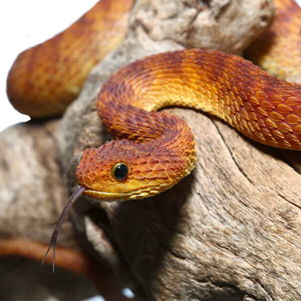 2021 Female Orange With Red Stripes Squamigera Bush Viper - Image 2