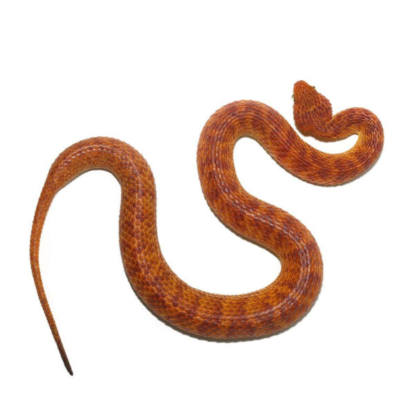 2021 Female Orange With Red Stripes Squamigera Bush Viper - Image 3