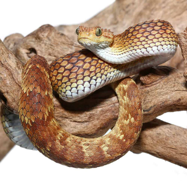 2021 Female Orange with Tan Stripe Squamigera Bush Viper