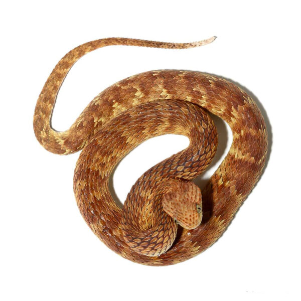 2021 Female Orange with Tan Stripe Squamigera Bush Viper - Image 2