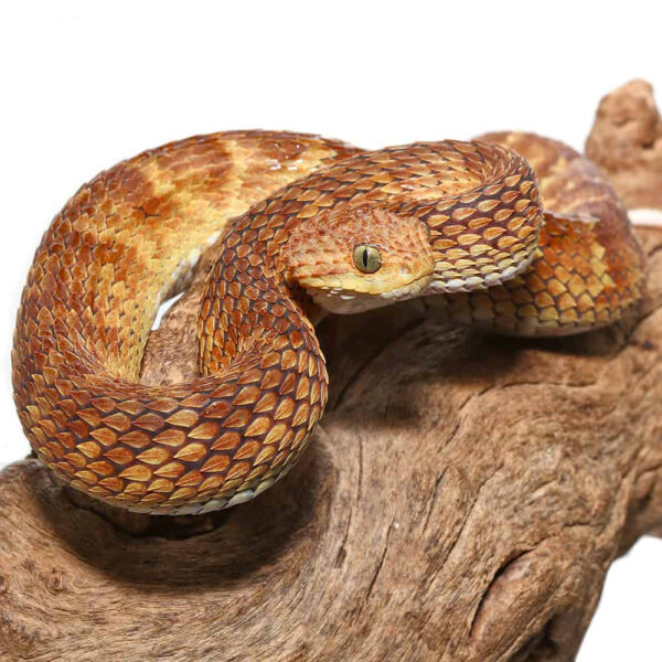 2021 Female Orange with Tan Stripe Squamigera Bush Viper - Image 3