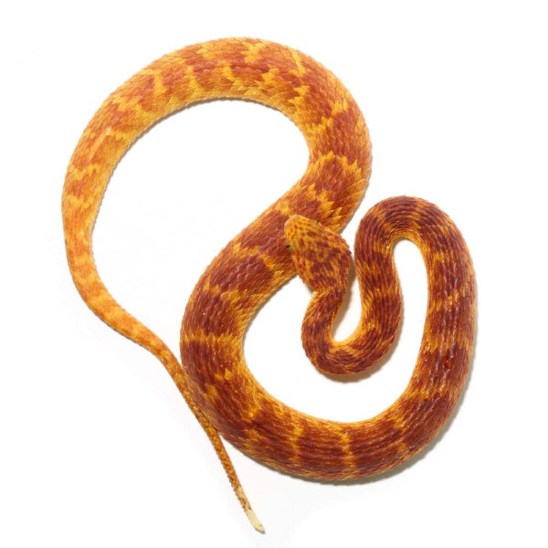 2021 Female Red With Orange Stripes Squamigera Bush Viper