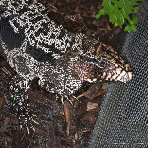 Adult Breeding Argentine Black And White Tegu - Image 2