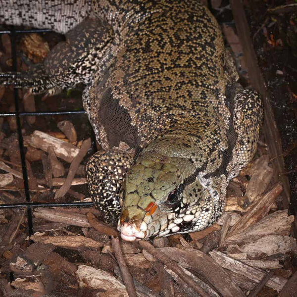 Adult Purple Tegu