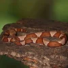 Broad Banded Copperhead Snake #3 - Image 2