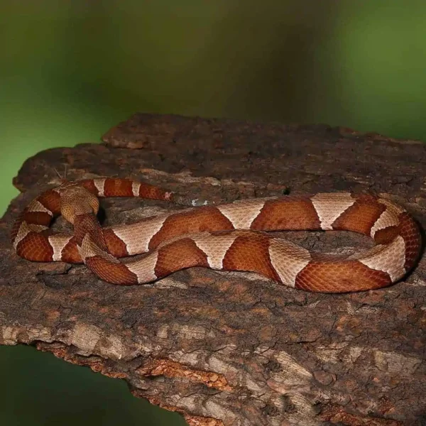 Broad Banded Copperhead Snake #3 - Image 2