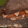 Broad Banded Copperhead Snake #3 - Image 3